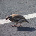 maui_pictures_268
