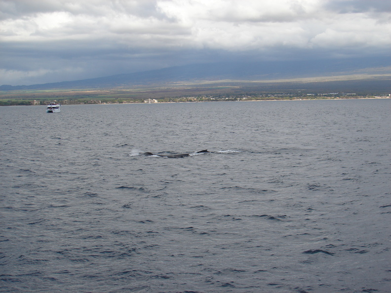 maui_pictures_173.jpg