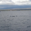 maui_pictures_173