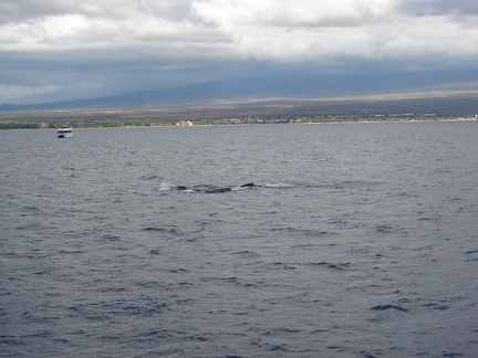 maui_pictures_173