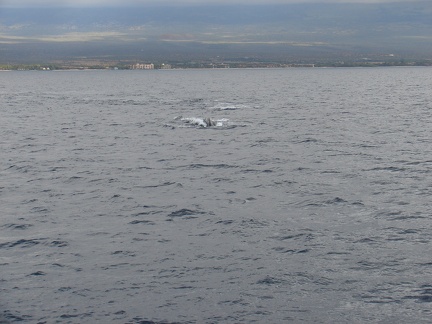 maui_pictures_176
