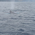 maui_pictures_177