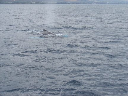 maui_pictures_177