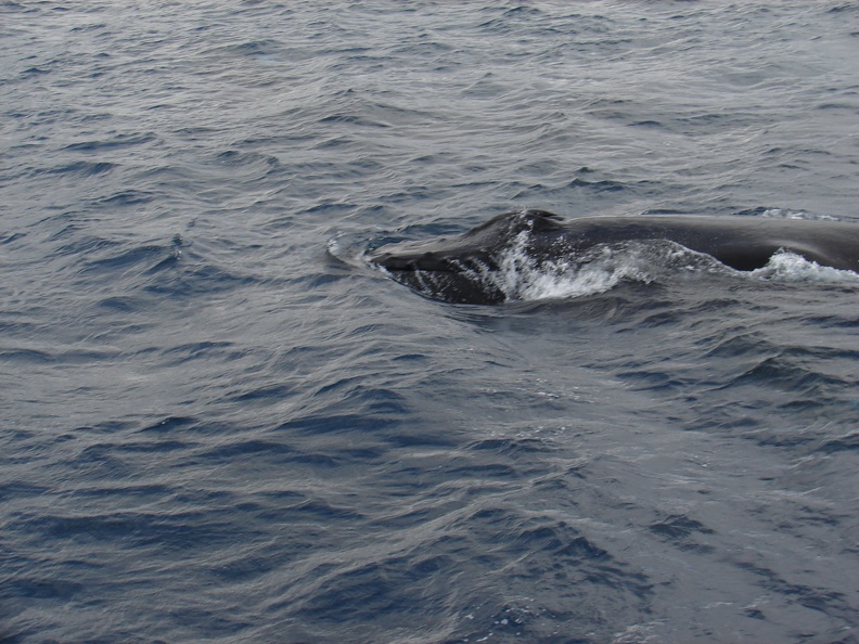 maui_pictures_178.jpg