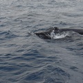maui_pictures_178