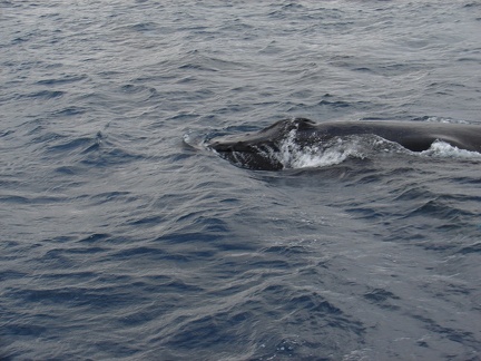 maui_pictures_178
