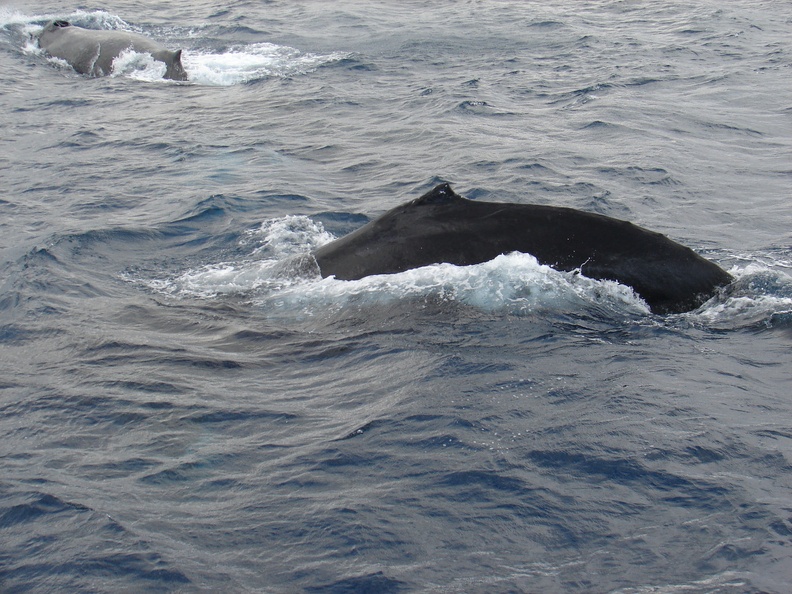 maui_pictures_179.jpg