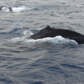 maui_pictures_179