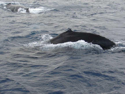 maui_pictures_179
