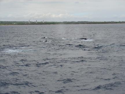 maui_pictures_180