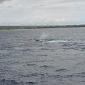 maui_pictures_181