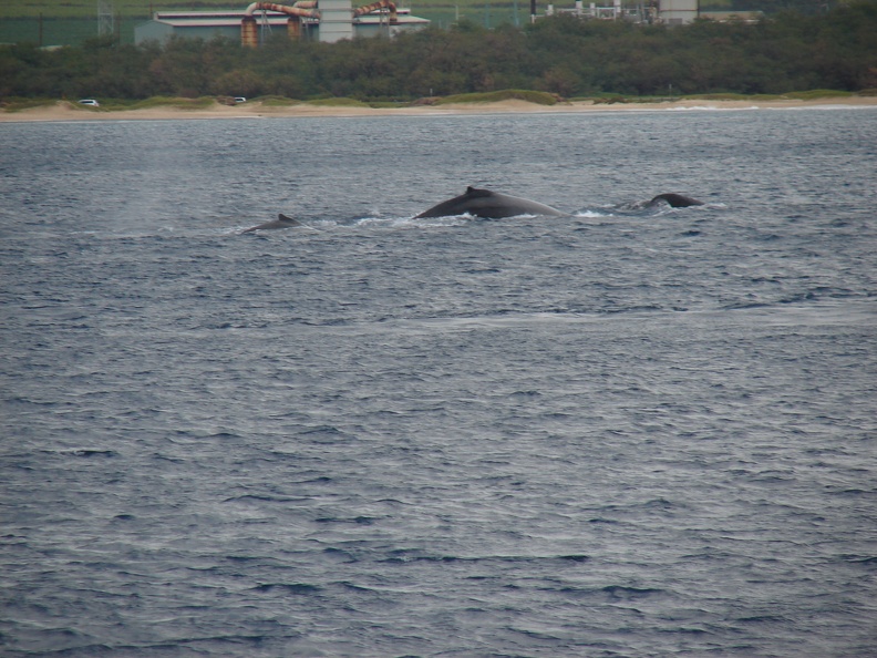 maui_pictures_183.jpg