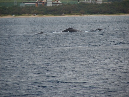 maui_pictures_183