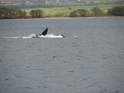 maui_pictures_184