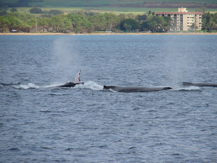 maui_pictures_188