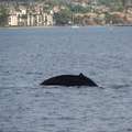 maui_pictures_189