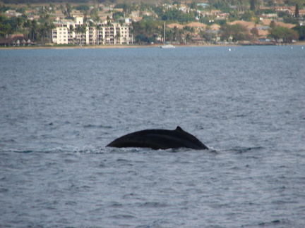 maui_pictures_189