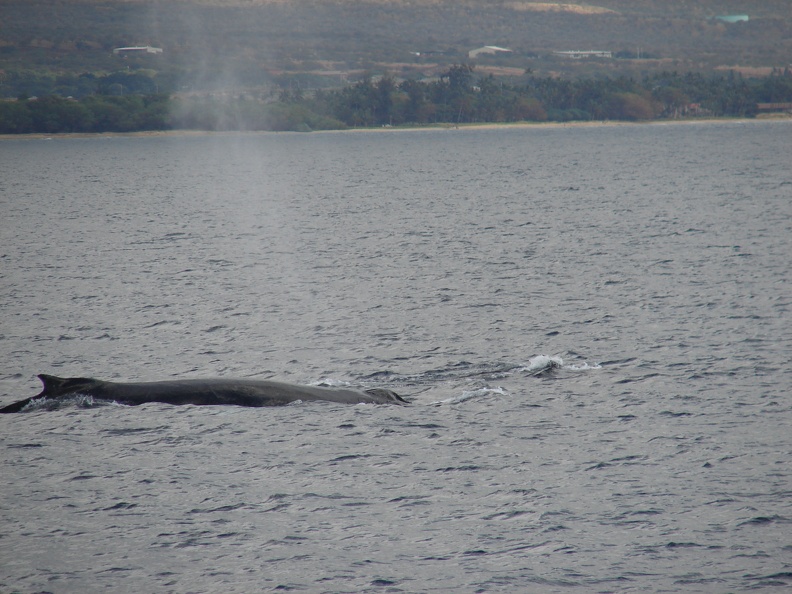 maui_pictures_190.jpg