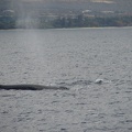 maui_pictures_190