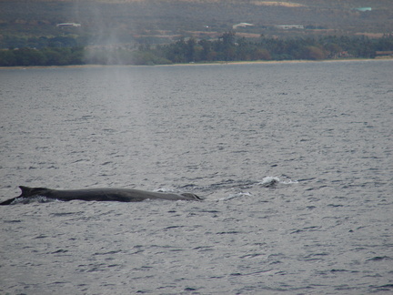 maui_pictures_190