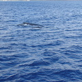 maui_pictures_193