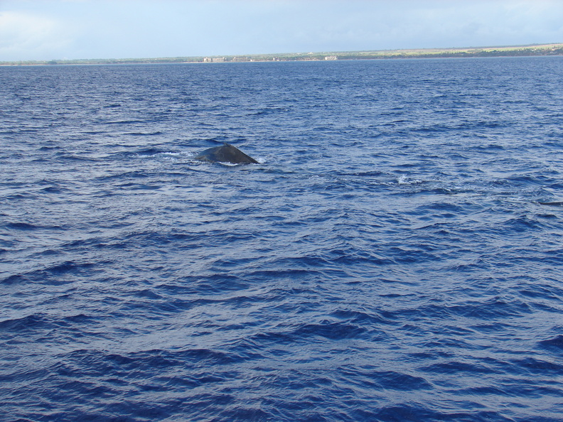 maui_pictures_194.jpg