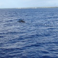 maui_pictures_194