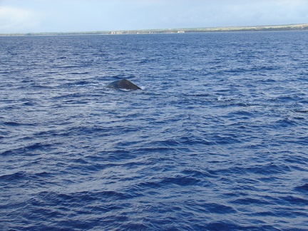 maui_pictures_194
