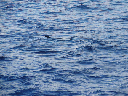 maui_pictures_195