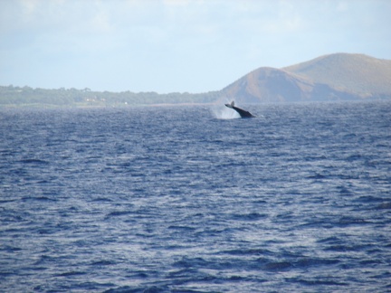maui_pictures_199