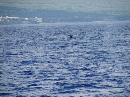 maui_pictures_207