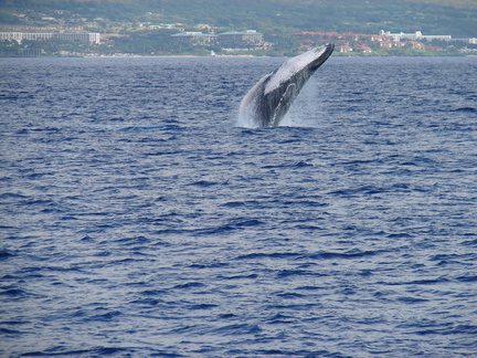 maui_pictures_209