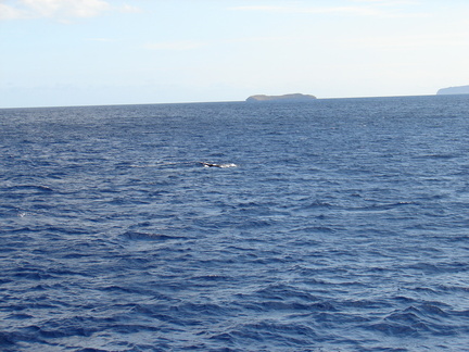 maui_pictures_211