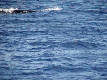 maui_pictures_212
