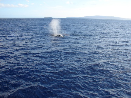 maui_pictures_213