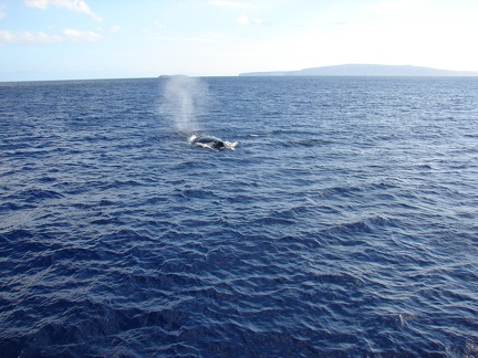 maui_pictures_214