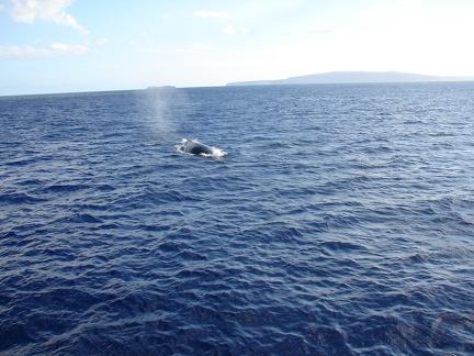 maui_pictures_215