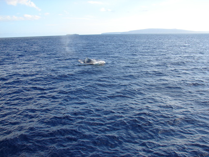 maui_pictures_216