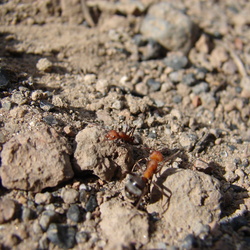 Fuzzy Ants