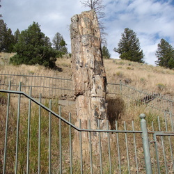 Petrified Tree