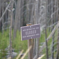 Yellowstone 100