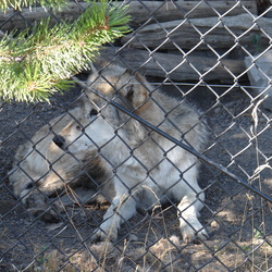 Captive Wildlife (Bear & Wolf Rescue Center)